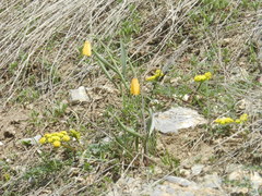 Lomatium cous