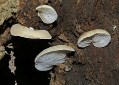 Crepidotus inconspicuus