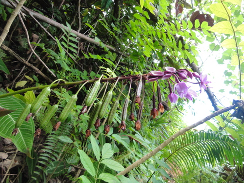 Spathoglottis plicata