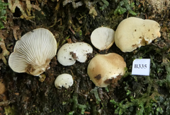 Crepidotus inconspicuus