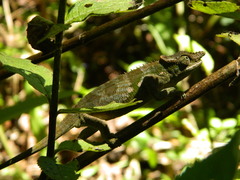 Kinyongia multituberculata