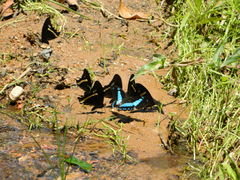 Papilio desmondi