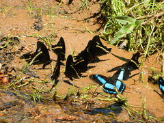 Papilio desmondi