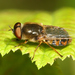 Odontomyia ornata - Photo 由 Mateusz Sowiński 所上傳的 (c) Mateusz Sowiński，保留部份權利CC BY-NC