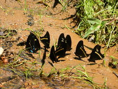 Papilio desmondi