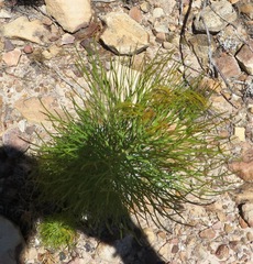Serruria florida