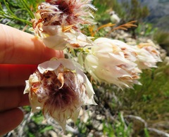 Serruria florida