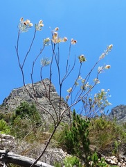 Serruria florida