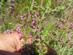 Erica hirtiflora hirtiflora