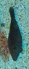 Canthigaster amboinensis