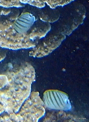 Chaetodon multicinctus