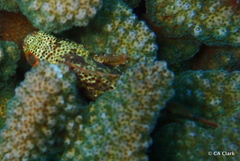 Sebastapistes coniorta