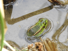 Pelophylax plancyi
