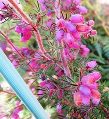 Erica hirtiflora hirtiflora
