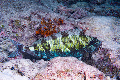 Oneknife Unicornfish photo 3