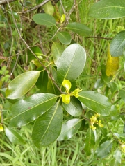 Pittosporum colensoi