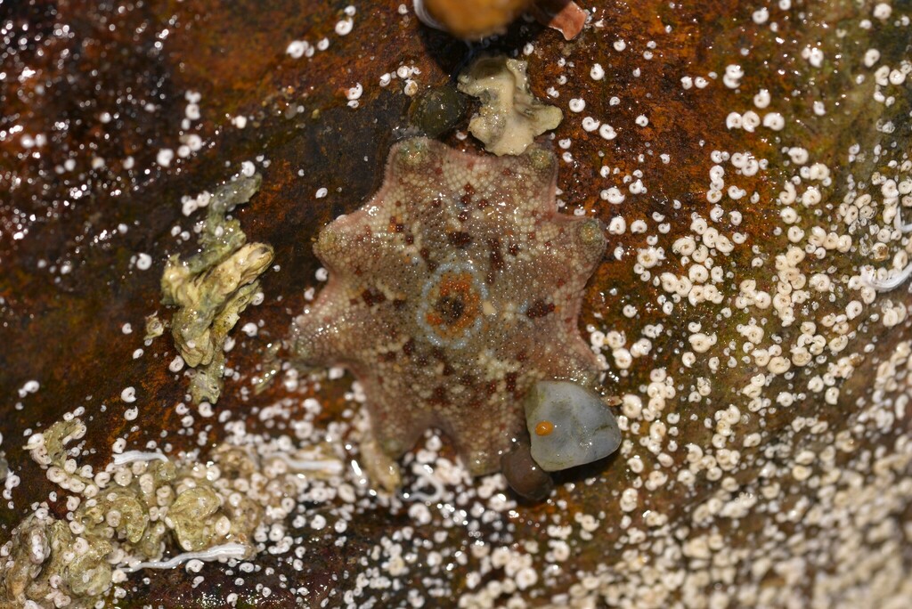 Carpet Sea Star from Port Macquarie NSW 2444, Australia on May 12, 2023