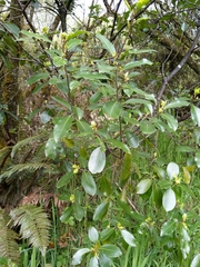 Pittosporum colensoi