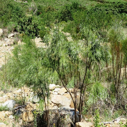 Image of Psoralea gigantea by (c) linkie, some rights reserved (CC BY)