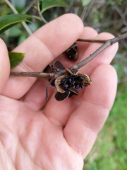 Pittosporum colensoi