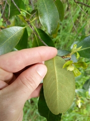 Pittosporum colensoi