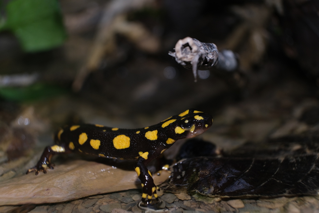 Spotted Newts