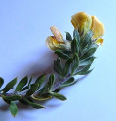 Aspalathus cytisoides