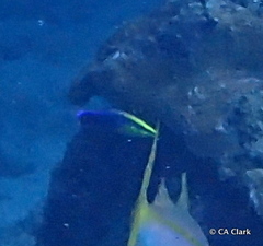 Labroides phthirophagus