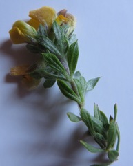 Aspalathus cytisoides