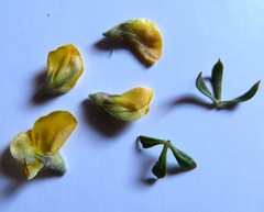 Aspalathus cytisoides