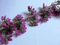 Erica hirtiflora hirtiflora