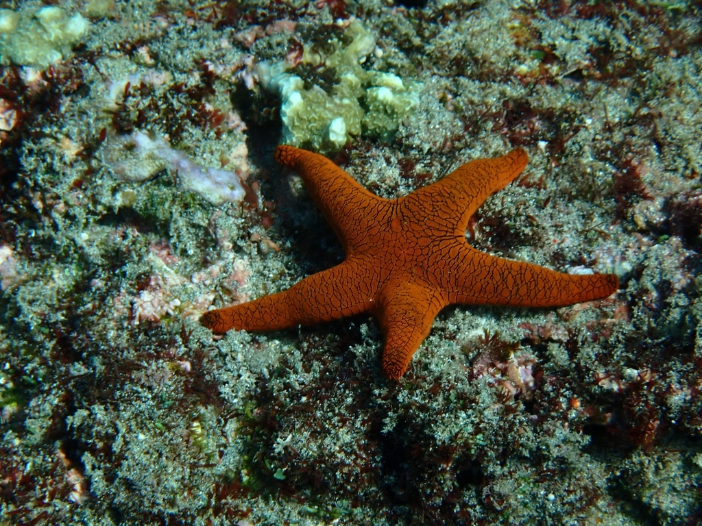 Indian Sea Star from Karang Asem, ID-BA, ID on May 15, 2023 at 02:52 PM ...