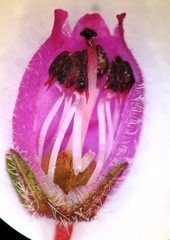 Erica hirtiflora hirtiflora