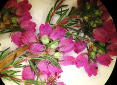 Erica hirtiflora hirtiflora