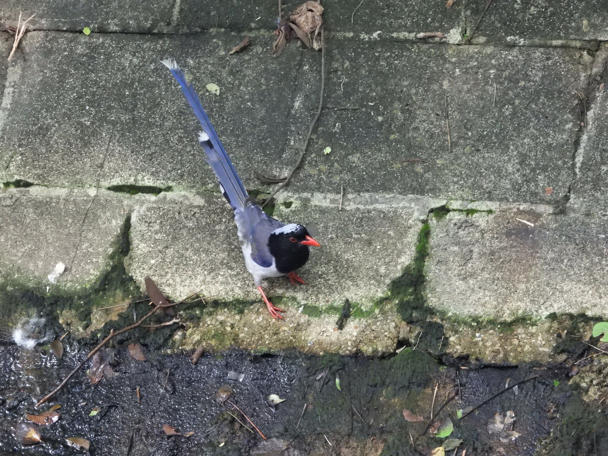 red-billed blue magpie