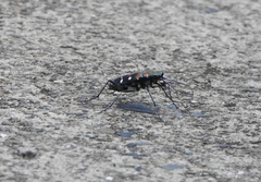 Cosmodela separata