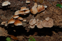 Crepidotus lateralipes