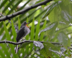 Lipaugus vociferans