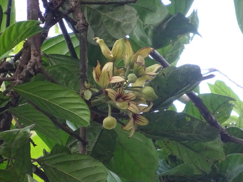 kolanut