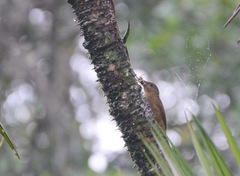 Dendrexetastes rufigula