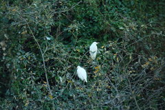 Bubulcus ibis