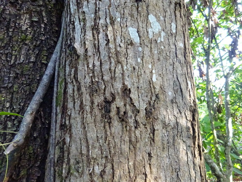 Cordia platythyrsa