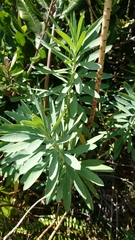 Euphorbia glauca