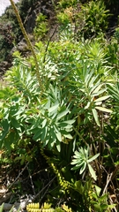Euphorbia glauca