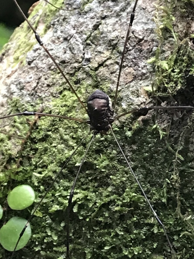 Pseudogagrella nigridorsa