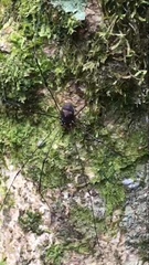 Pseudogagrella nigridorsa