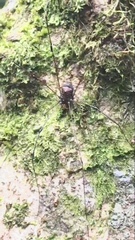 Pseudogagrella nigridorsa