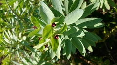 Euphorbia glauca