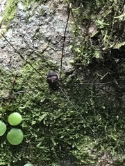 Pseudogagrella nigridorsa