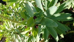 Euphorbia glauca